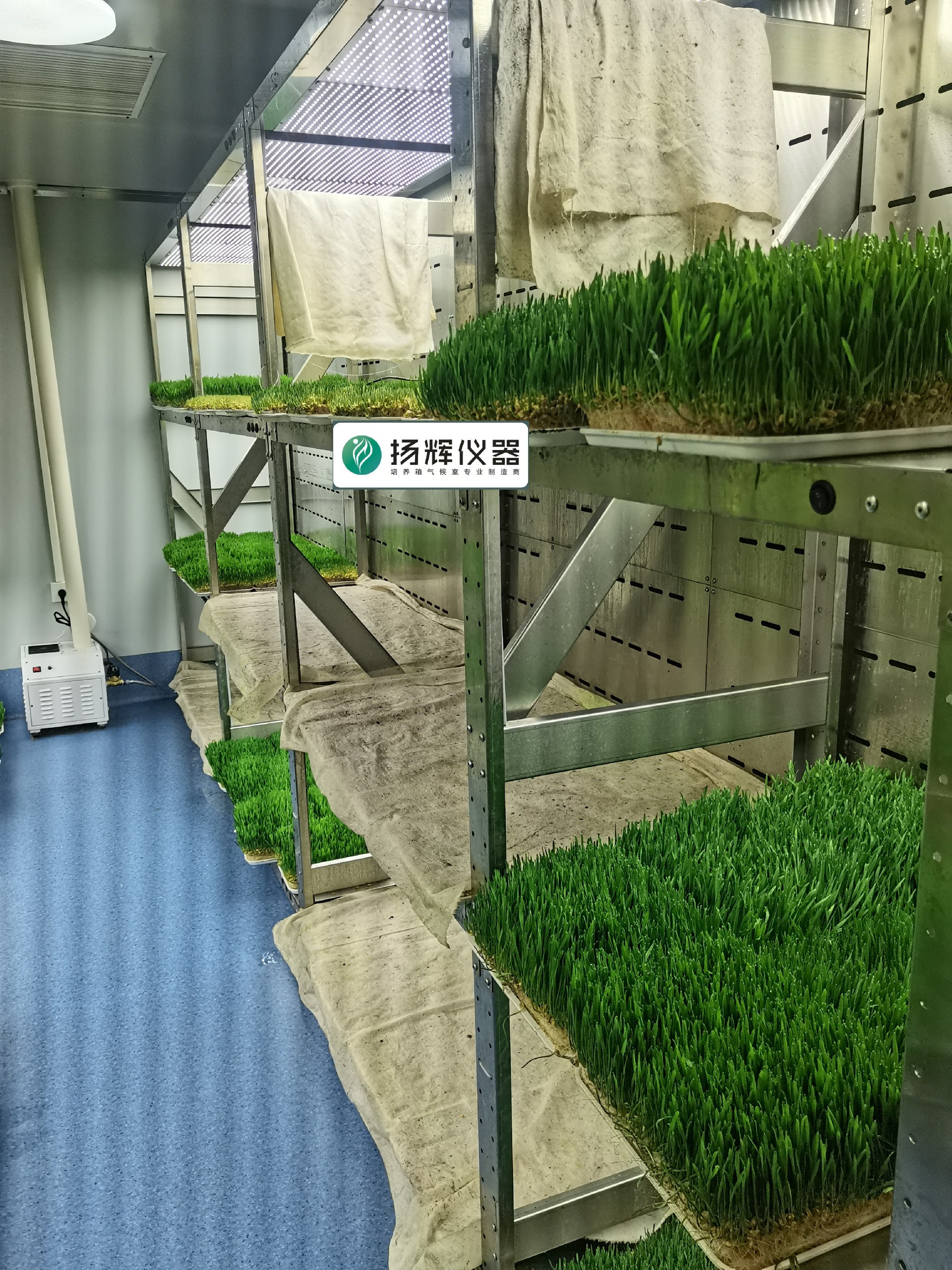 1668911014202928.jpg 小麦.jpg